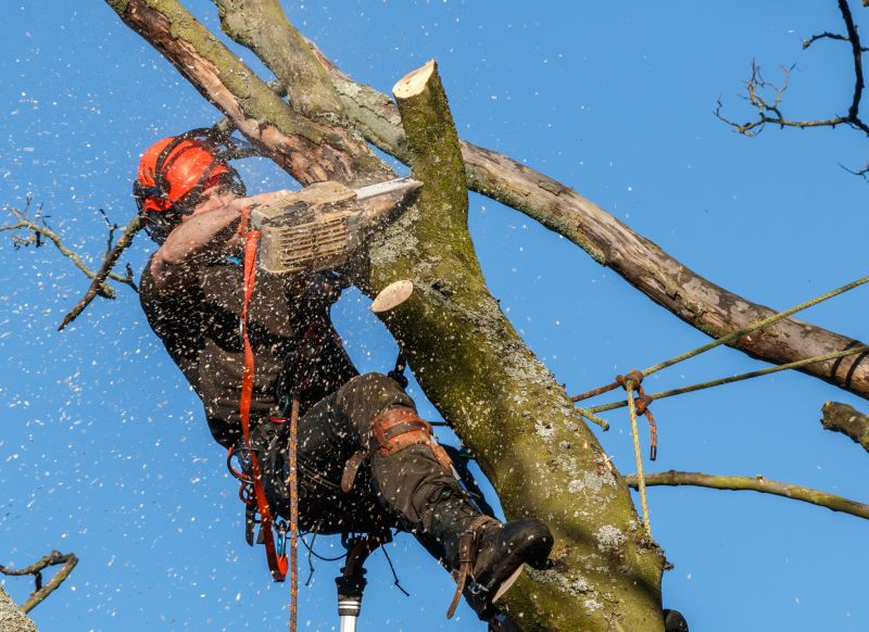 Tree Trimming Equipment